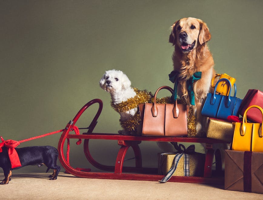 handbag accessories bag accessory dog mammal animal canine pet