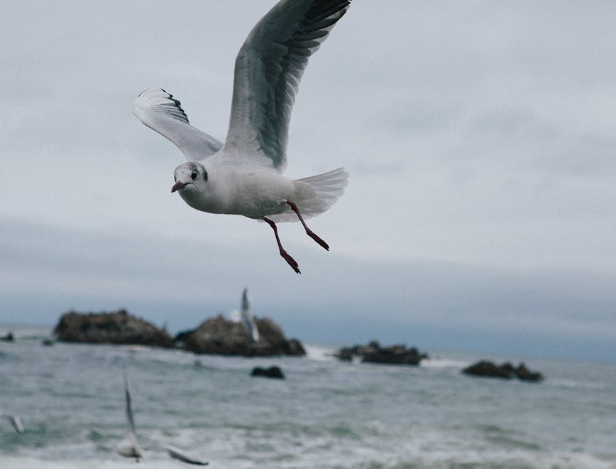 bird animal seagull flying