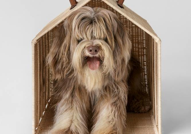 animal canine dog mammal pet box